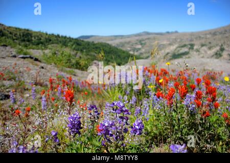 Wildblumen blühen am Johnston Ridge Observatorium am Mt St Helen's National Monument in Washington State Stockfoto