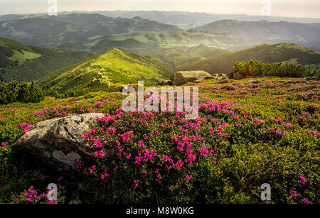 Rhododendren blühen in einer wunderschönen Lage in den Bergen. Blumen in den Bergen. Blühende Rhododendren in den Bergen an einem sonnigen Sommertag. Stockfoto