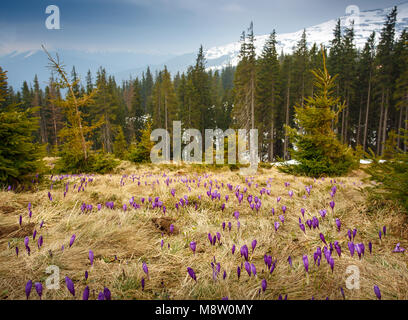 Blühende Wiesen in den Bergen. Frühlingsblumen Krokusse Stockfoto