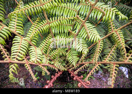 Ponga tree in Maori, Silver Fern, Cyathea Dealbata, Neuseeland Stockfoto