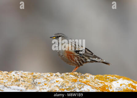 Alpenheggenmus zittend op Rand van afgrond; Alpine Accentor am Rande eines Berges Klippe Stockfoto