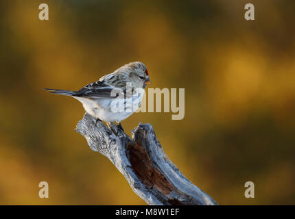 Witstuitbarmsijs, Arktis Coues's Redpoll, Carduelis hornemanni exilipes Stockfoto