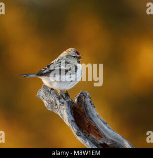 Witstuitbarmsijs, Arktis Coues's Redpoll, Carduelis hornemanni exilipes Stockfoto