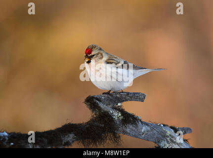 Witstuitbarmsijs, Arktis Coues's Redpoll, Carduelis hornemanni exilipes Stockfoto