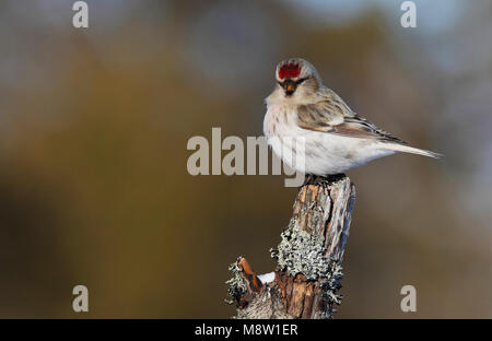 Witstuitbarmsijs, Arktis Coues's Redpoll, Carduelis hornemanni exilipes Stockfoto