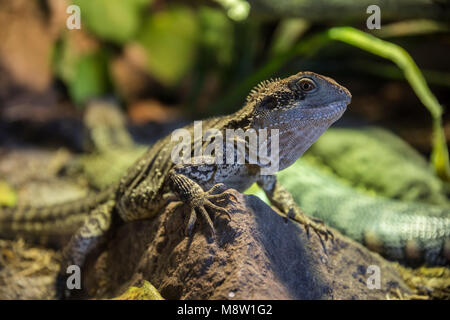 Australian Water Dragon, Physignathus lesueurii in Neuseeland Stockfoto