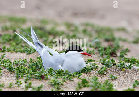 Noordse Stern, Küstenseeschwalbe, Sterna Paradisaea Stockfoto