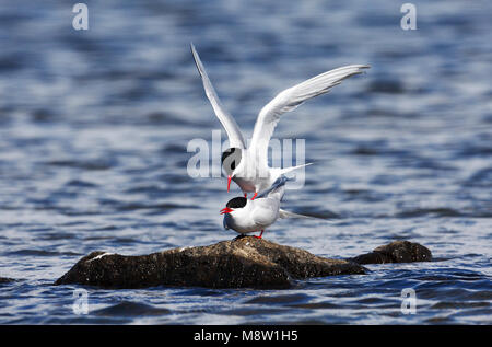 Noordse Stern, Küstenseeschwalbe, Sterna Paradisaea Stockfoto