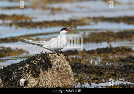 Noordse Stern, Küstenseeschwalbe, Sterna Paradisaea Stockfoto