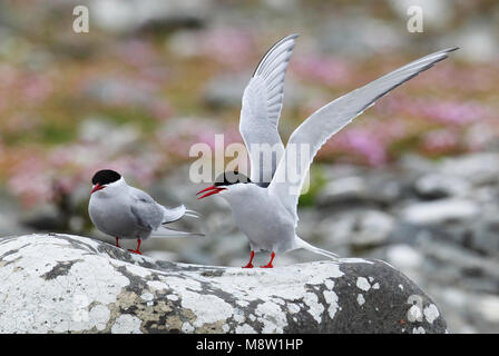 Noordse Stern, Küstenseeschwalbe, Sterna Paradisaea Stockfoto