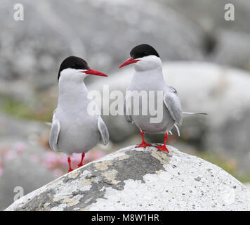 Noordse Stern, Küstenseeschwalbe, Sterna Paradisaea Stockfoto