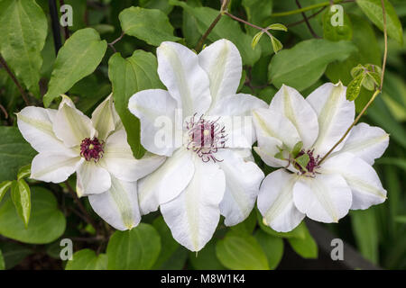 'Miss Bateman' frühe Großblütige Gruppe, Klematis (Clematis) Stockfoto