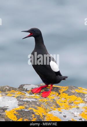 Zwarte Zeekoet, Gryllteiste, Cepphus grylle arcticus Stockfoto