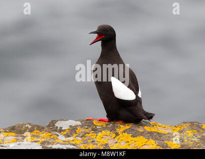 Zwarte Zeekoet, Gryllteiste, Cepphus grylle arcticus Stockfoto