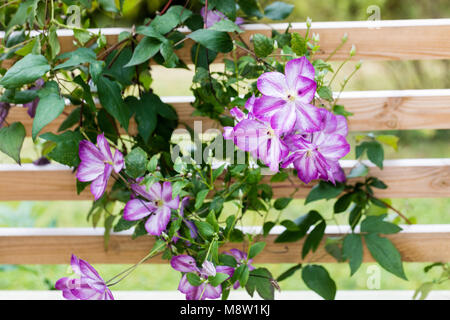 ' Pernille 'Purple Clematis, Waldrebe, klematis Clematis Comtesse de Bouchaud (Italiensk) Stockfoto