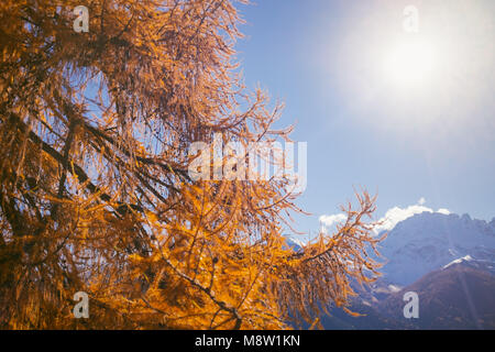 Schöne Lärchen mit Herbstfarben in die Berge, von der Sonne beschienen, Hoch Valtellina, Lombardei, Italien Stockfoto