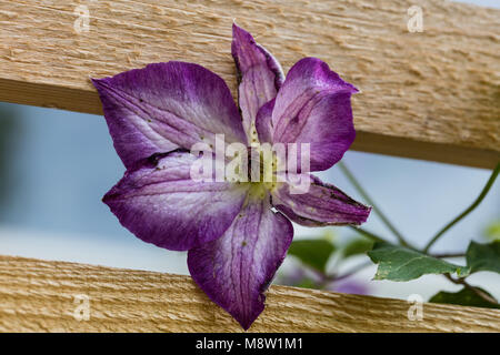 ' Pernille 'Purple Clematis, Waldrebe, klematis Clematis Comtesse de Bouchaud (Italiensk) Stockfoto