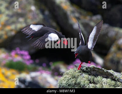 Zwarte Zeekoet, Gryllteiste, Cepphus grylle arcticus Stockfoto