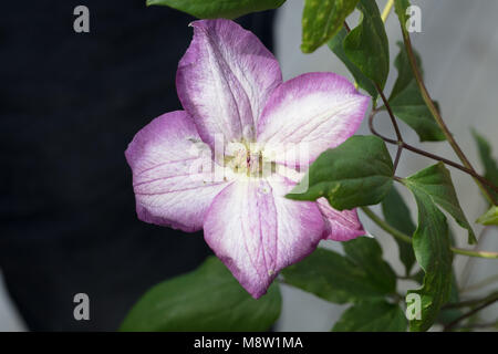 ' Pernille 'Purple Clematis, Waldrebe, klematis Clematis Comtesse de Bouchaud (Italiensk) Stockfoto