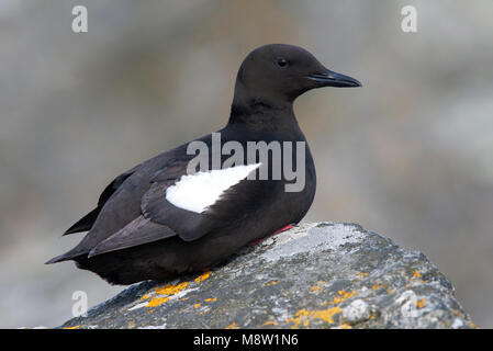 Zwarte Zeekoet, Gryllteiste, Cepphus grylle arcticus Stockfoto