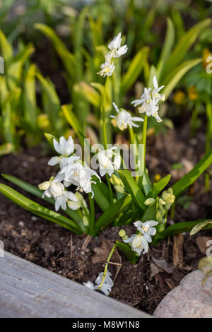 'Wit' Holz, Rysk blåsjärna Blausterne (Scilla siberica Alba) Stockfoto