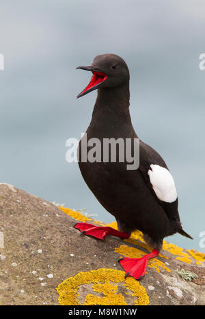 Zwarte Zeekoet, Gryllteiste, Cepphus grylle arcticus Stockfoto