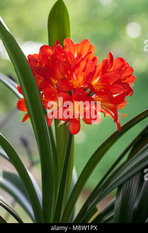 Kaffir Lily, Mönjelilja (Clivia miniata) Stockfoto