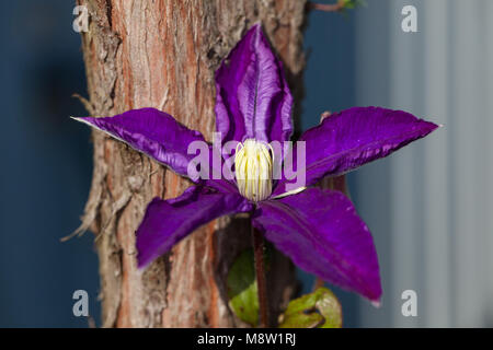 'Daniel Deronda' frühe Großblütige Gruppe, Klematis (Clematis) Stockfoto