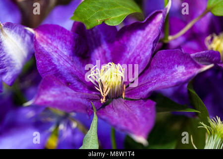 'Daniel Deronda' frühe Großblütige Gruppe, Klematis (Clematis) Stockfoto