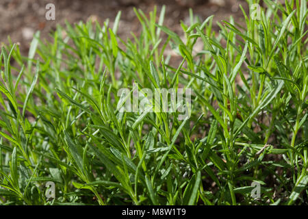 Rosmarin, Salbei, Rosmarin (Rosmarinus officinalis) Stockfoto