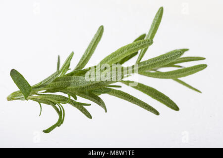 Rosmarin, Salbei, Rosmarin (Rosmarinus officinalis) Stockfoto