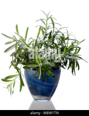 Rosmarin, Salbei, Rosmarin (Rosmarinus officinalis) Stockfoto