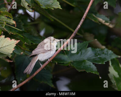 Oostelijke Vale Spotvogel, Ost Olivaceous Warbler, Acrocephalus pallidus Stockfoto