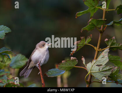 Oostelijke Vale Spotvogel, Ost Olivaceous Warbler, Acrocephalus pallidus Stockfoto