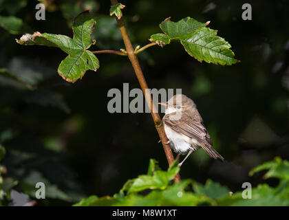 Oostelijke Vale Spotvogel, Ost Olivaceous Warbler, Acrocephalus pallidus Stockfoto