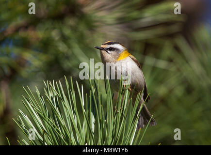 Firecrest, Vuurgoudhaan, Regulus ignicapilla Stockfoto