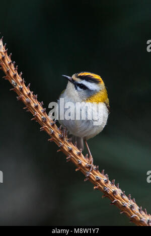 Firecrest, Vuurgoudhaan, Regulus ignicapilla Stockfoto