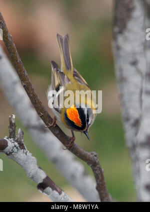 Firecrest, Vuurgoudhaan, Regulus ignicapilla Stockfoto