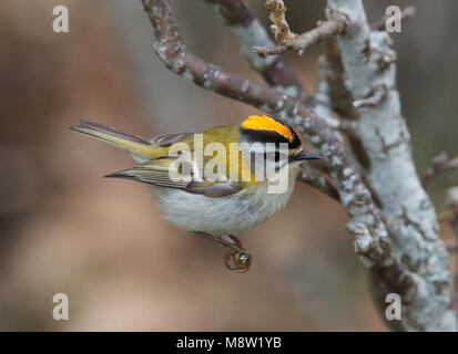 Firecrest, Vuurgoudhaan, Regulus ignicapilla Stockfoto