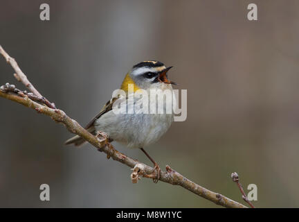 Firecrest, Vuurgoudhaan, Regulus ignicapilla Stockfoto