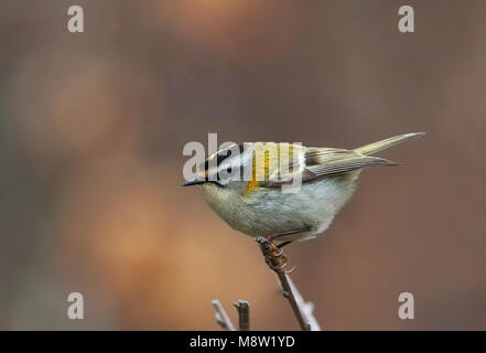 Firecrest, Vuurgoudhaan, Regulus ignicapilla Stockfoto