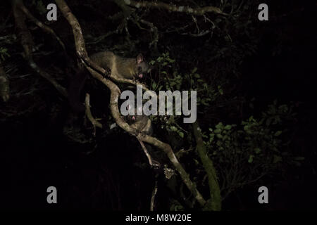 Gemeinsame Brushtail Possum, Waitomo, Mangapohue Natural Bridge, Neuseeland Stockfoto