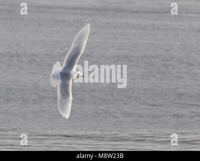 Kleine Burgemeester, Island Gull, Larus glaucoides Stockfoto