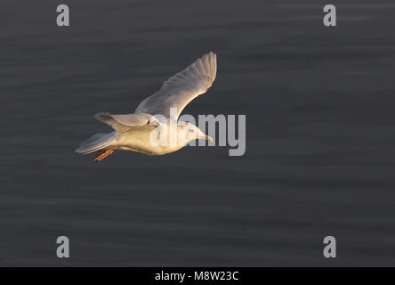 Kleine Burgemeester, Island Gull, Larus glaucoides Stockfoto