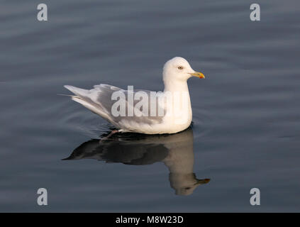 Kleine Burgemeester, Island Gull, Larus glaucoides Stockfoto