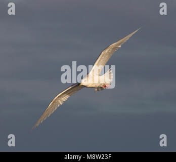 Kleine Burgemeester, Island Gull, Larus glaucoides Stockfoto