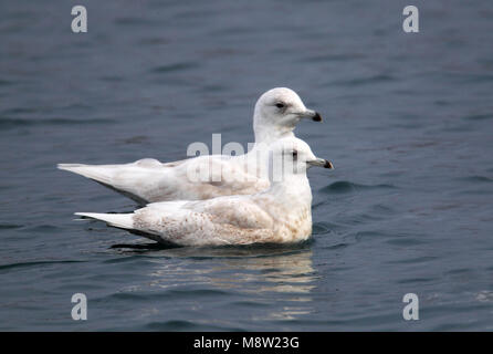 Kleine Burgemeester, Island Gull, Larus glaucoides Stockfoto