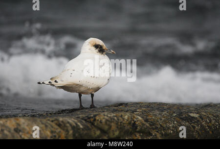 Ivoormeeuw, Elfenbein Gull, Pagophila eburnea Stockfoto