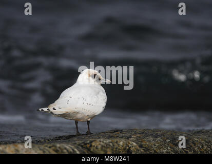 Ivoormeeuw, Elfenbein Gull, Pagophila eburnea Stockfoto