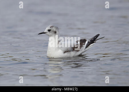 Dwergmeeuw, Little Gull, Hydrocoloeus minutus Stockfoto